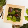 Moss Wall Art DIY Kit - Wood Frame